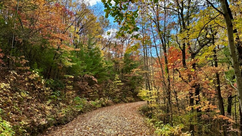 Fall Leaves in 2023, Collettsville, NC